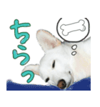 のあスタンプ。犬（個別スタンプ：8）