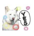 のあスタンプ。犬（個別スタンプ：12）