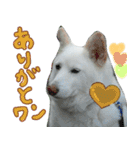 のあスタンプ。犬（個別スタンプ：13）