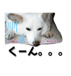 のあスタンプ。犬（個別スタンプ：14）