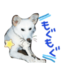 のあスタンプ。犬（個別スタンプ：15）
