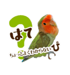 コザクラインコのハットリくん（個別スタンプ：1）