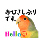 コザクラインコのハットリくん（個別スタンプ：3）