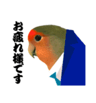 コザクラインコのハットリくん（個別スタンプ：4）