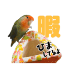 コザクラインコのハットリくん（個別スタンプ：5）