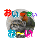 コザクラインコのハットリくん（個別スタンプ：6）