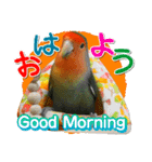 コザクラインコのハットリくん（個別スタンプ：7）
