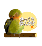 コザクラインコのハットリくん（個別スタンプ：8）