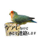 コザクラインコのハットリくん（個別スタンプ：9）