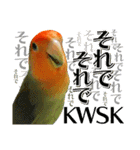 コザクラインコのハットリくん（個別スタンプ：10）