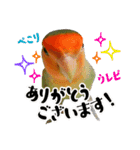 コザクラインコのハットリくん（個別スタンプ：11）