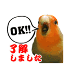コザクラインコのハットリくん（個別スタンプ：12）