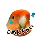 コザクラインコのハットリくん（個別スタンプ：14）