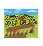 コザクラインコのハットリくん（個別スタンプ：15）