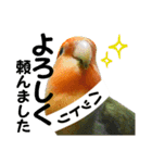 コザクラインコのハットリくん（個別スタンプ：16）