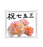 薔薇＋白レース＋手書きお祝い言葉（個別スタンプ：3）