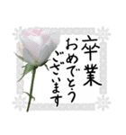 薔薇＋白レース＋手書きお祝い言葉（個別スタンプ：22）