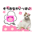猫のぺろ（個別スタンプ：1）