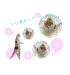 猫のぺろ（個別スタンプ：3）