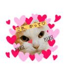 猫のぺろ（個別スタンプ：4）