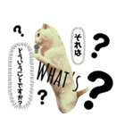 猫のぺろ（個別スタンプ：5）