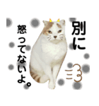 猫のぺろ（個別スタンプ：6）