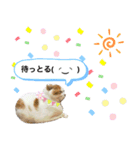 猫のぺろ（個別スタンプ：7）