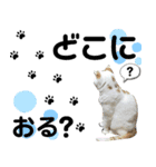 猫のぺろ（個別スタンプ：8）