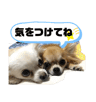 nico＆jin no.2（個別スタンプ：17）