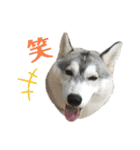 よるあさ4-はんのう編-（個別スタンプ：16）
