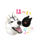 よるあさ4-はんのう編-（個別スタンプ：23）