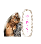 ゆめちゃんの1日②（個別スタンプ：6）