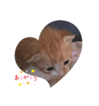 子猫スタンプにゃーにゃー（個別スタンプ：1）