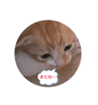 子猫スタンプにゃーにゃー（個別スタンプ：2）