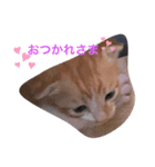 子猫スタンプにゃーにゃー（個別スタンプ：3）
