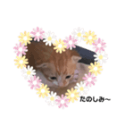 子猫スタンプにゃーにゃー（個別スタンプ：4）