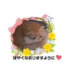 子猫スタンプにゃーにゃー（個別スタンプ：5）