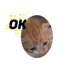 子猫スタンプにゃーにゃー（個別スタンプ：6）