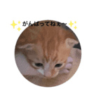 子猫スタンプにゃーにゃー（個別スタンプ：7）