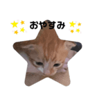 子猫スタンプにゃーにゃー（個別スタンプ：8）