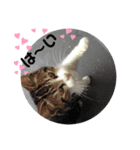 子猫スタンプにゃーにゃー（個別スタンプ：9）