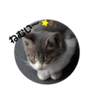 子猫スタンプにゃーにゃー（個別スタンプ：10）