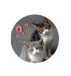 子猫スタンプにゃーにゃー（個別スタンプ：11）