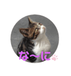 子猫スタンプにゃーにゃー（個別スタンプ：12）