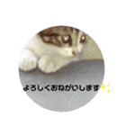 子猫スタンプにゃーにゃー（個別スタンプ：13）
