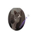 子猫スタンプにゃーにゃー（個別スタンプ：14）