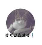 子猫スタンプにゃーにゃー（個別スタンプ：16）