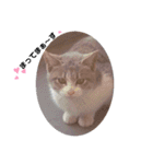 子猫スタンプにゃーにゃー（個別スタンプ：17）