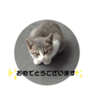 子猫スタンプにゃーにゃー（個別スタンプ：20）