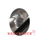子猫スタンプにゃーにゃー（個別スタンプ：21）